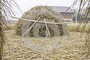 Pile of dry rice straw and local wood tool shine up before process for rice grain