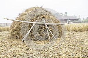 Pile of dry rice straw and local wood tool shine up before processing for rice grain