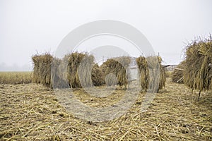 Pile of dry rice straw shine up before processing for rice grain
