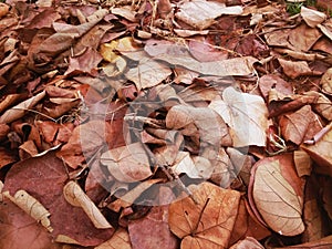 pile of dry sacred fig or Ficus religiosa's leaves photo