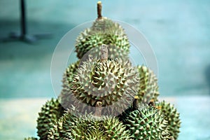 Pile of Durian, an oval spiny tropical fruit containing a creamy pulp.