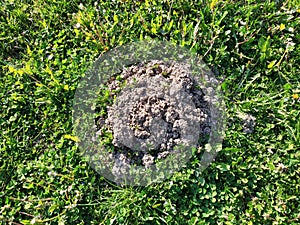 A pile of earth dug by a mole. Loosened soil. Serbia, the work of the earth mole. Clay soil