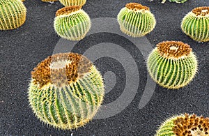 Pile of Echinocactus grusonii,