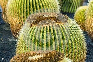 Pile of Echinocactus grusonii, cactus typical of southern hemis