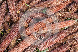 Pile of the empty corn cobs after kernels removing