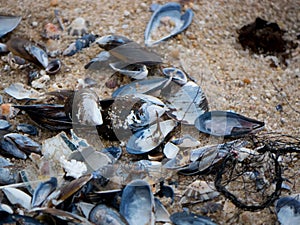 Pile of empty mussel and limpet shells on sandy beach photo