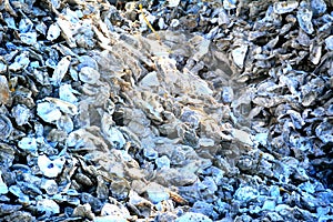 Pile of empty oyster shells