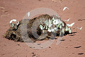Pile of excrement covered by white butterflies