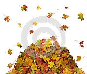 Pile of Fall Leaves