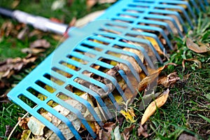 Pile of fall leaves with fan rake on lawn