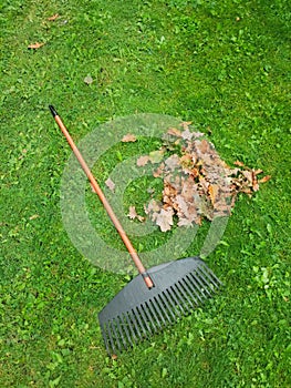 Pile of fall leaves with fan rake on lawn at autumn