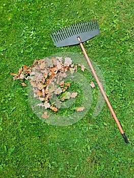 Pile of fall leaves with fan rake on lawn at autumn
