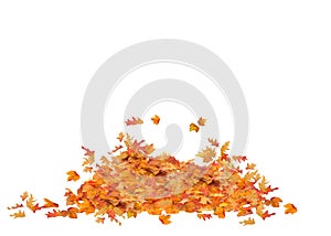 Pile of Fall Leaves Isolated