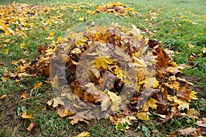 Pile fallen autumn leaves