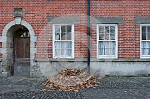 Pile of fallen leafs