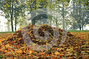 Pile of fallen leaves in park in autumn morning photo
