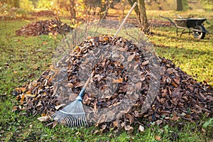 Pile of fallen leaves in a yard.