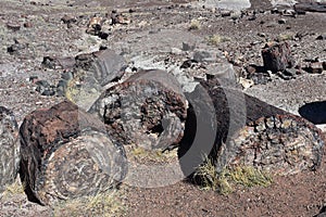Pile of Fallen Old Petrified Logs in Arizona
