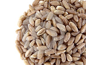 Pile of farro on white background