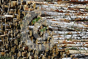 Pile of felled birch tree trunks