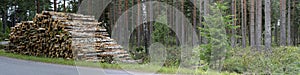 Pile of felled birch tree trunks, panorama