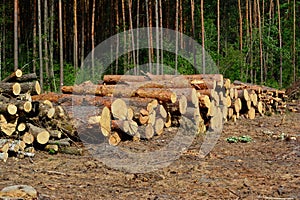 A pile of felled pine logs piled up on the edge of a path, wood, pinewood raw material, cut down forest, horizontal