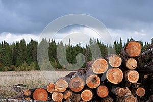 Pile of felled trees on foreground and green coniferous forest o