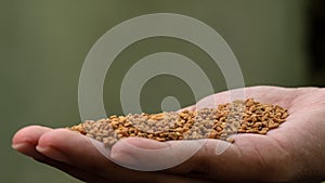 Pile of Fenugreek seeds in palm of hand.