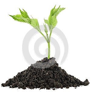 Pile of fertile soil and green elderberry plant isolated on white background