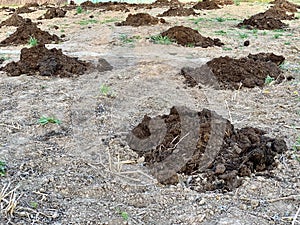 A pile of fertilizer on farmland. Loosened earth on the field. Sowing crops