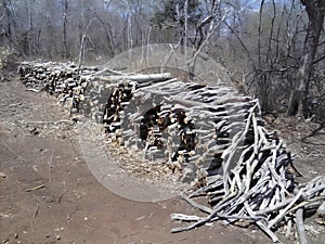pile of firewood in a caatinga area on forest management in the Brazilian semi-arid region photo