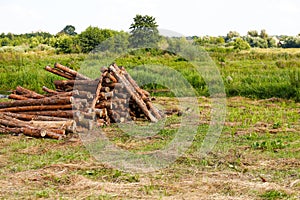 Pile firewood. Dry wood for bonfire in green grass meadow. Camping season. Stack wood log bonfire, cartoon sticks
