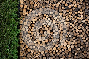 Pile of Firewood in Garden