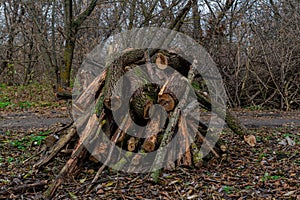 A pile of firewood, harvested by loggers, near a dirt road, in the forest.