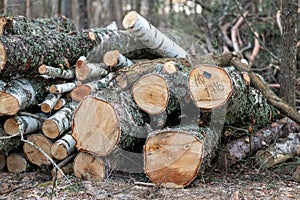 Pile of firewood laying in the forest, close up