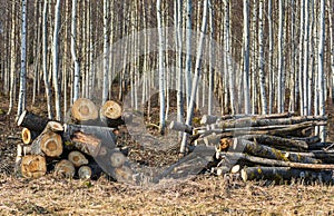 Pile of firewood logs in forest at spring .