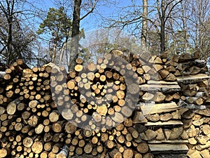A pile of firewood is stacked. Cut down trees lie in one heap. Material for fire and heating. Birch and oak firewood, lumber