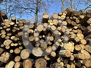 A pile of firewood is stacked. Cut down trees lie in one heap. Material for fire and heating. Birch and oak firewood, lumber