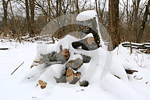 pile of firewood under snow