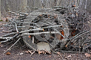Pile of the firewoods