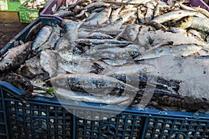 Pile of fish in plastic boxes with ice on display at street market - Marrakesh Morocco