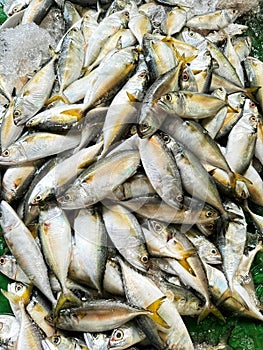 A pile of fish sitting on a pile of ice. Many fish are sold in the market.