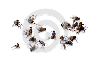 A pile of flies, macro many dead flies on white background, flies are carriers of typhoid tuberculosis selective focus