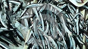 Pile of fresh anchovies fishes laying on the ice on the market