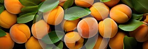 A Pile Of Fresh Apricots With Green Leafs Captured In An Upclose Detailed Photograph From Above