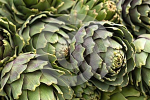 Pile of fresh artichokes in green and purple colors at the farmer market