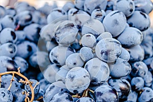Blue grapes in the market