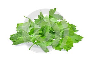 Pile of fresh celery leaf isolated on white background