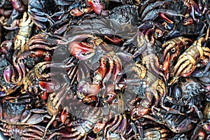 A pile of fresh crab