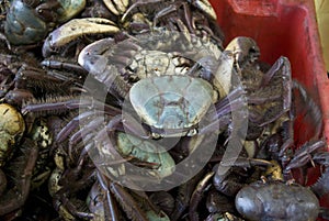 Pile of fresh crabs